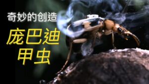 Bombardier Beetle | Wonders of Creation (Chinese Voice Over)