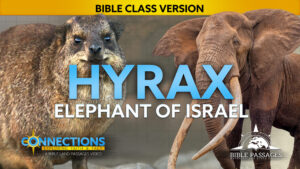 Connections Hyrax Bible Class Version Thumbnail