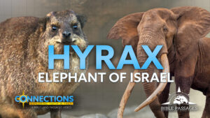 Hyrax: Elephant of Israel | BLP Connections
