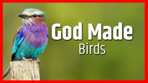 God Made Birds God Made BIRDS Thumbnail – Green