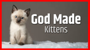 God Made Kittens