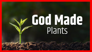 God Made Plants