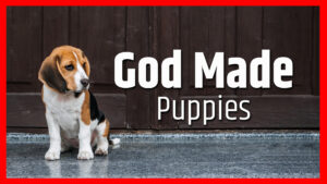 God Made Puppies