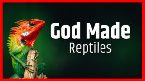 God Made Reptiles
