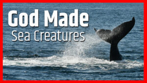 God Made Sea Creatures
