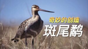 Godwits | Wonders of Creation (Chinese Voice Over)