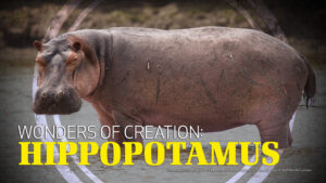 Wonders of Creation: Hippos