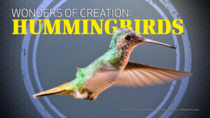 Wonders of Creation: Hummingbirds