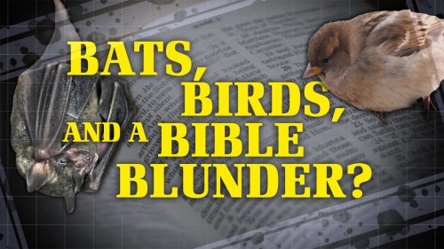 Bats, Birds, and a Bible Blunder?