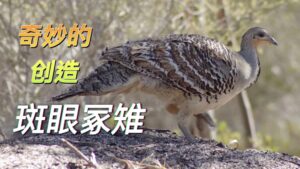 Mallee Fowl | Wonders of Creation (Chinese Voice Over)