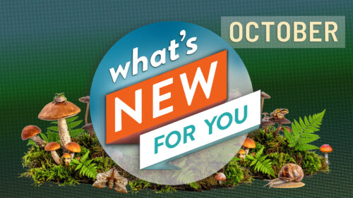 What's New for You