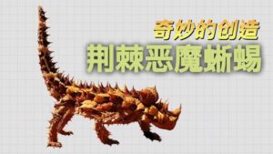 Thorny Devil Lizard | Wonders of Creation (Chinese Voice Over)