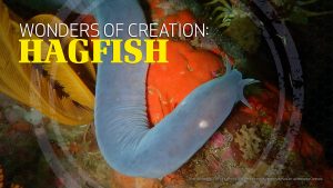 Wonders of Creation: Hagfish