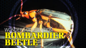 Wonders of Creation: Bombardier Beetle