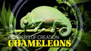 Wonders of Creation: Chameleons