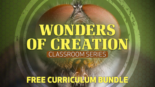 Curriculum Bundle Download
