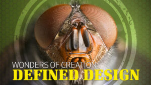 Wonders of Creation: Defined Design