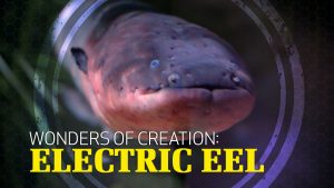 Wonders of Creation: Electric Eel