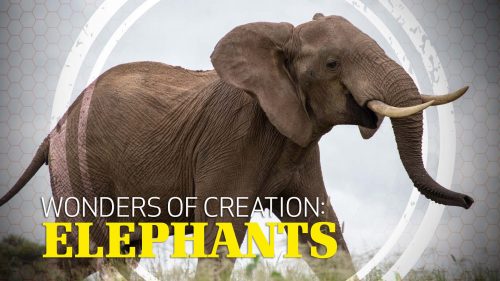 Wonders of Creation Elephants