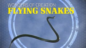 Wonders of Creation: Flying Snakes