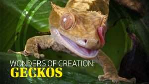 Wonders of Creation: Geckos
