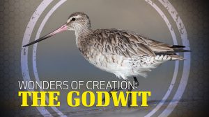 Wonders of Creation: Godwit