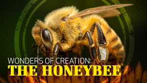 Wonders of Creation: Honeybees