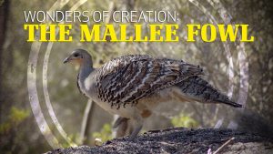 Wonders of Creation: Mallee Fowl