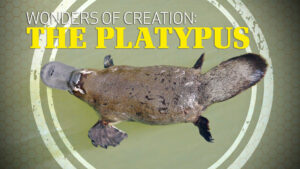 Wonders of Creation: Platypus