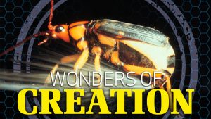 Wonders of Creation