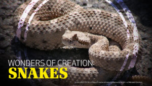 Wonders of Creation: Snakes