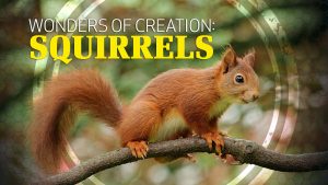 Wonders of Creation: Squirrels