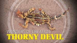 Wonders of Creation: Thorny Devil Lizard