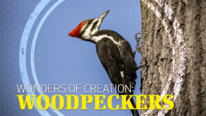 Wonders of Creation: Woodpeckers