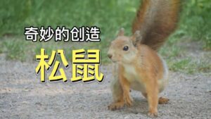 Squirrels | Wonders of Creation (Chinese Voice Over)