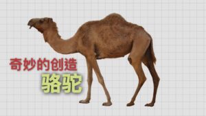 Camels | Wonders of Creation (Chinese Voice Over)