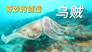 Cuttlefish | Wonders of Creation (Chinese Voice Over)