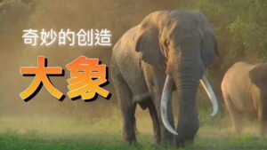 Elephants | Wonders of Creation (Chinese Voice Over)