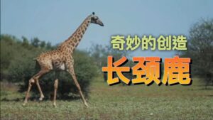 Giraffes | Wonders of Creation (Chinese Voice Over)