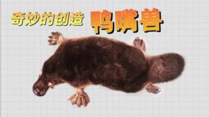 Platypus | Wonders of Creation (Chinese Voice Over)