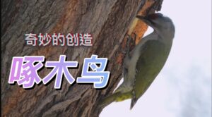 Woodpeckers | Wonders of Creation (Chinese Voice Over)