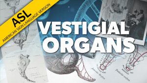Vestigial Organs | Proof for God (ASL)