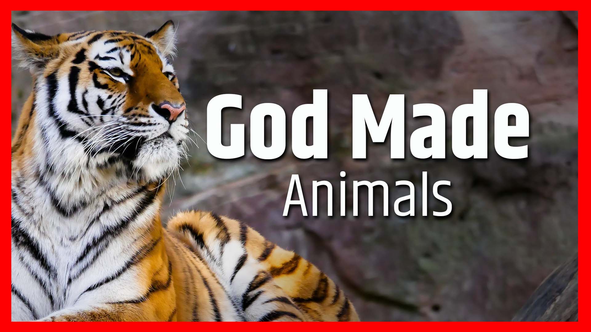 God Made Animals | WVBS Online Video