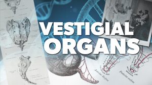 Vestigial Organs | Proof for God