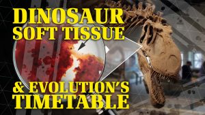 Dinosaur Soft Tissue and Evolution’s Timetable