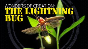 Wonders of Creation: Lightning Bugs