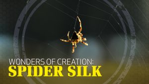 Wonders of Creation: Spider Silk