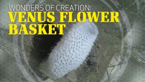 Wonders of Creation: Venus Flower Basket