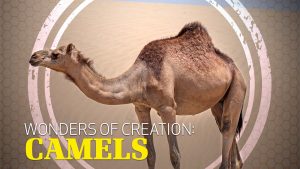 Wonders of Creation: Camels