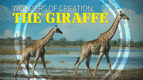 Wonders of Creation: Giraffes